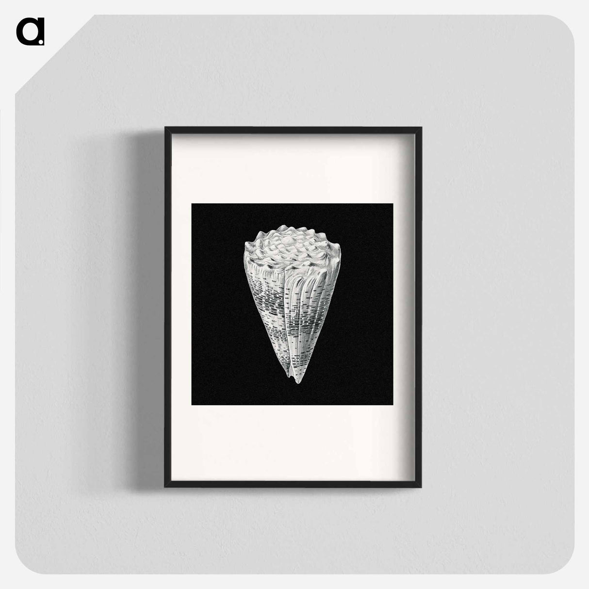 Vintage shell marine life illustration - エルンスト ヘッケル Poster.