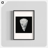 Vintage shell marine life illustration - エルンスト ヘッケル Poster.