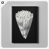 3-3_Ernst-Haeckel_canvas