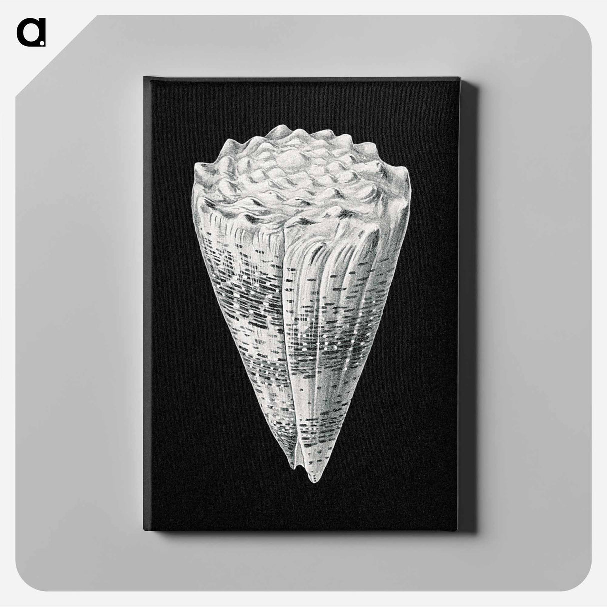 Vintage shell marine life illustration - エルンスト ヘッケル Canvas.
