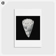 アートポストカード-Vintage shell marine life illustration - エルンスト ヘッケル Postcard.