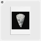 アートポストカード-Vintage shell marine life illustration - エルンスト ヘッケル Postcard.