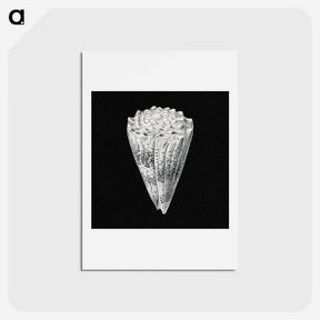 アートポストカード-Vintage shell marine life illustration - エルンスト ヘッケル Postcard.