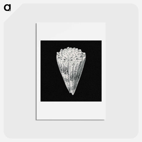 アートポストカード-Vintage shell marine life illustration - エルンスト ヘッケル Postcard.