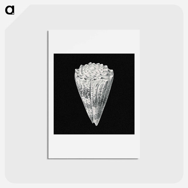 アートポストカード-Vintage shell marine life illustration - エルンスト ヘッケル Postcard.