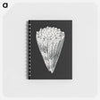 アートメモ帳-Vintage shell marine life illustration - エルンスト ヘッケル Memo.