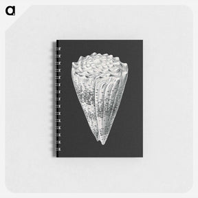 アートメモ帳-Vintage shell marine life illustration - エルンスト ヘッケル Memo.