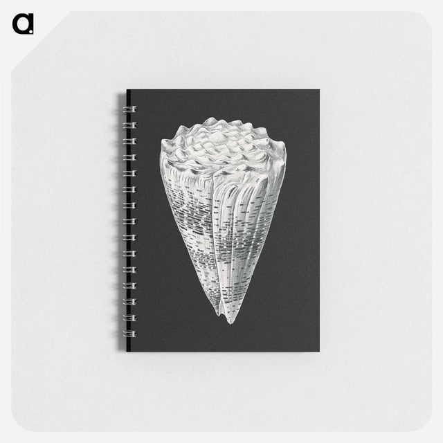 アートメモ帳-Vintage shell marine life illustration - エルンスト ヘッケル Memo.