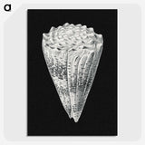 3-3_Ernst-Haeckel_picture-crop