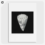 3-3_Ernst-Haeckel_picture