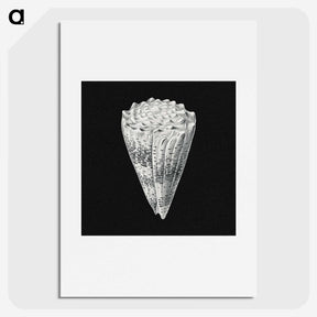 3-3_Ernst-Haeckel_picture