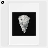 Vintage shell marine life illustration - エルンスト ヘッケル Poster.