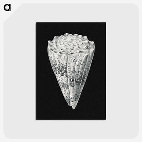 3-3_Ernst-Haeckel_postcard
