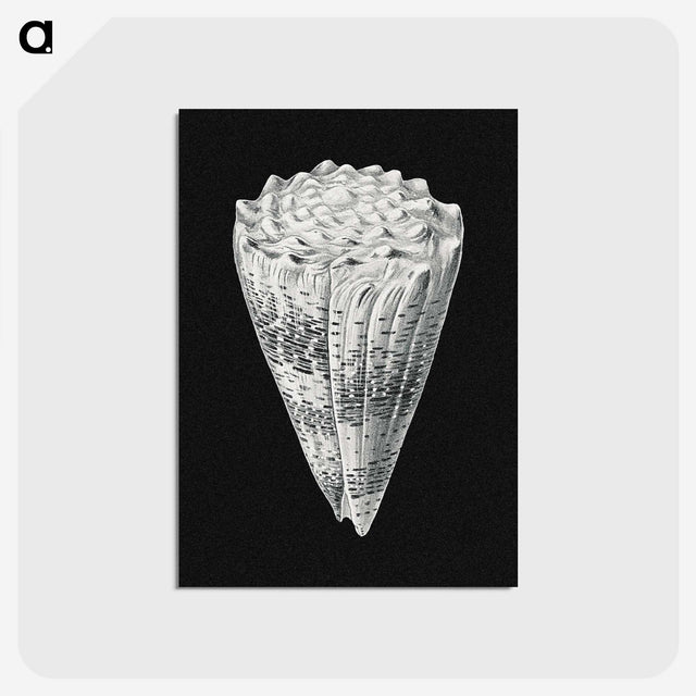 3-3_Ernst-Haeckel_postcard