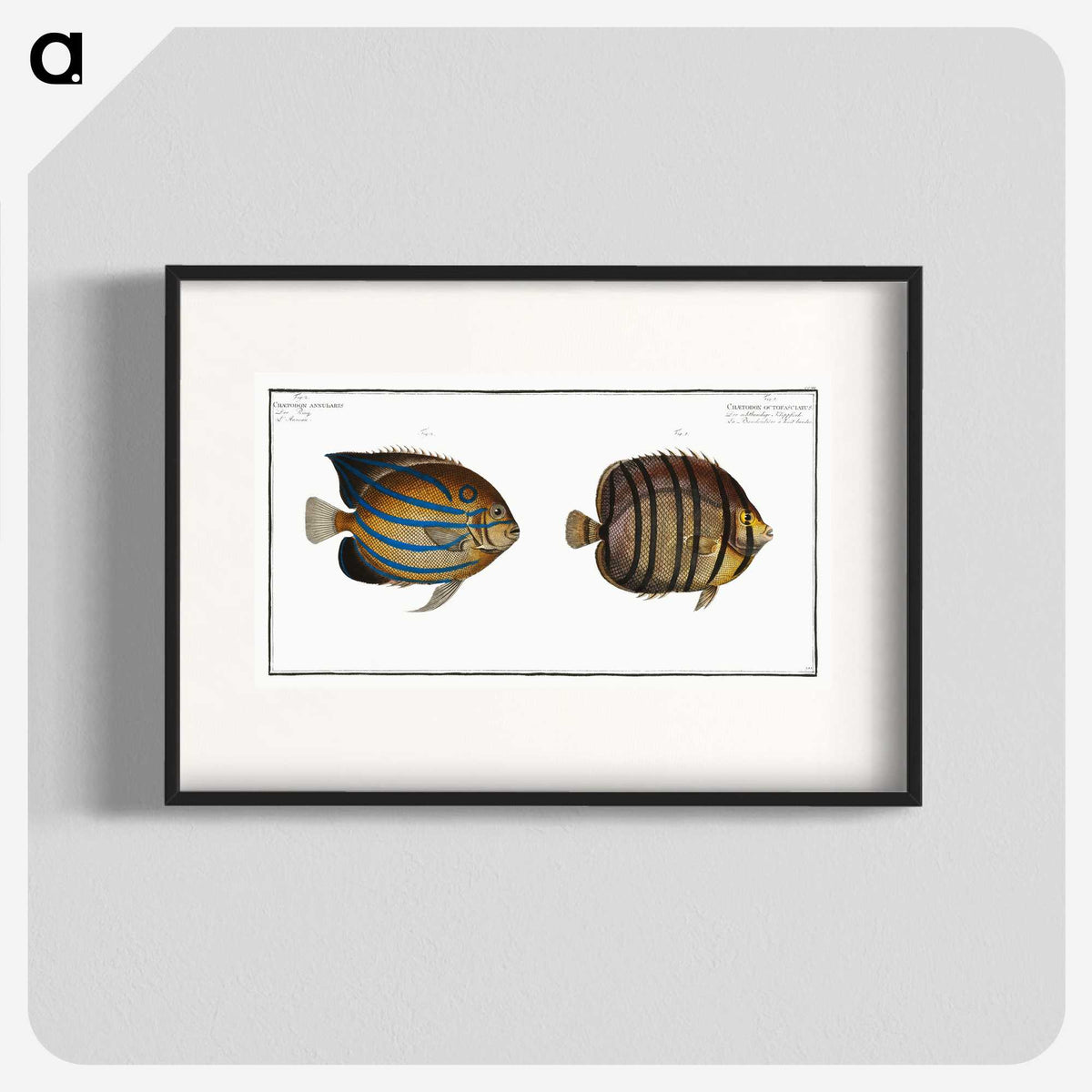 3-3_Ichtyologie-ou-Histoire-naturelle_blk