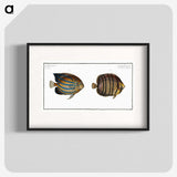 3-3_Ichtyologie-ou-Histoire-naturelle_blk