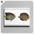 3-3_Ichtyologie-ou-Histoire-naturelle_canvas