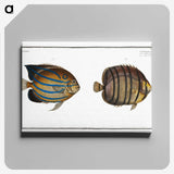 3-3_Ichtyologie-ou-Histoire-naturelle_canvas