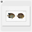 3-3_Ichtyologie-ou-Histoire-naturelle_picture