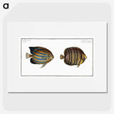 3-3_Ichtyologie-ou-Histoire-naturelle_picture