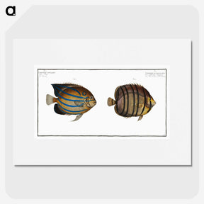 3-3_Ichtyologie-ou-Histoire-naturelle_picture