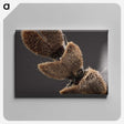 3-3_Insects-Unlocked-Project_canvas