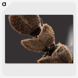 3-3_Insects-Unlocked-Project_picture-crop