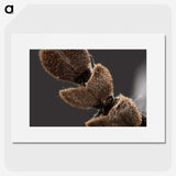3-3_Insects-Unlocked-Project_picture
