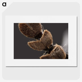 3-3_Insects-Unlocked-Project_picture