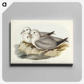 3-3_John-Gould_canvas