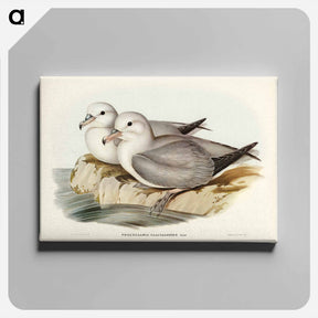 アートパネル-Silvery Grey Petrel
 - ジョン グールド Canvas.