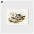 アートポストカード-Silvery Grey Petrel
 - ジョン グールド Postcard.