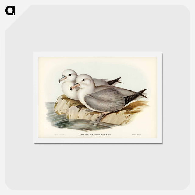 アートポストカード-Silvery Grey Petrel
 - ジョン グールド Postcard.