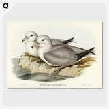 3-3_John-Gould_picture-crop