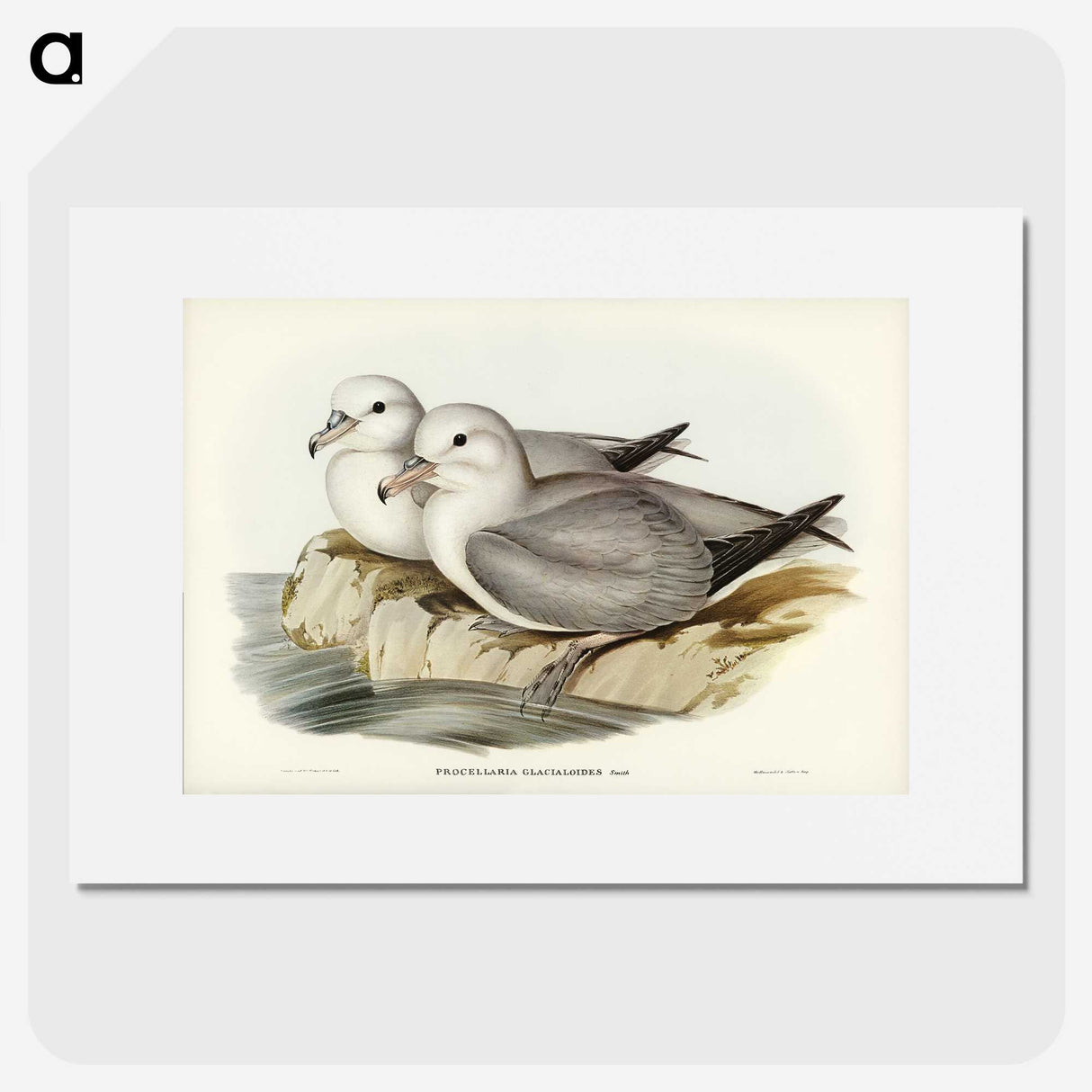 3-3_John-Gould_picture