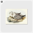 3-3_John-Gould_postcard