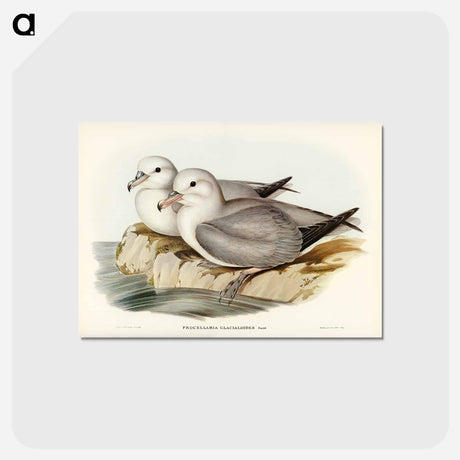 アートポストカード-Silvery Grey Petrel
 - ジョン グールド Postcard.