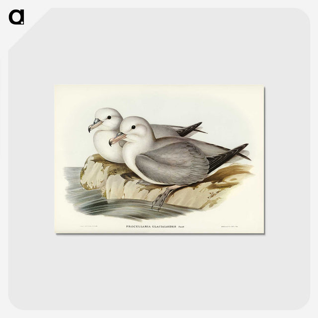 3-3_John-Gould_postcard