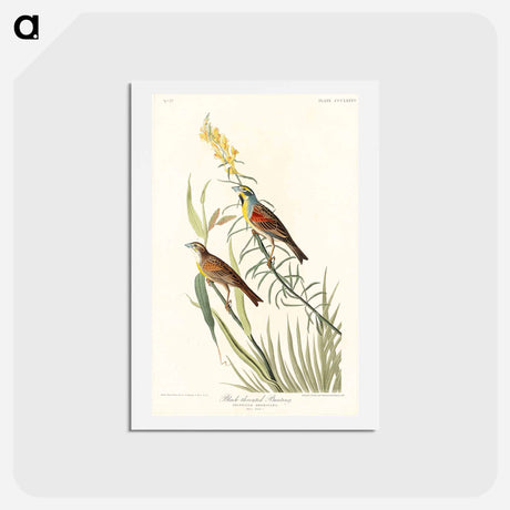 アートポストカード-Black-Throated Bunting
 - ジョン ジェームス オーデュボン Postcard.
