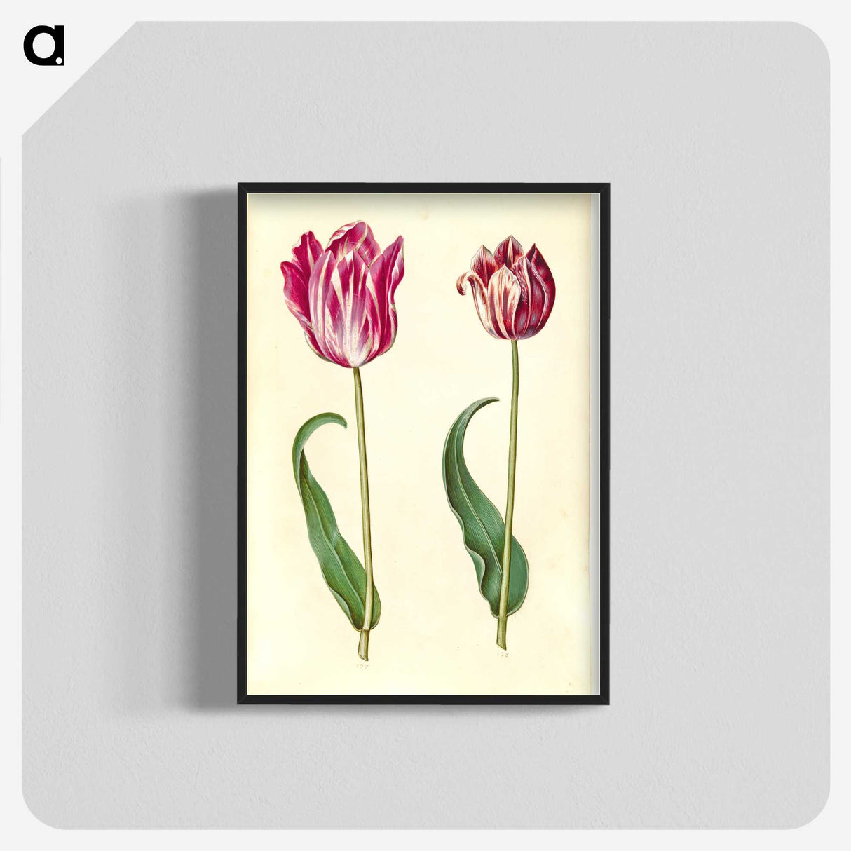 3-3_Maria-Sibylla-Merian_blk-crop