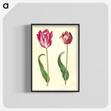 3-3_Maria-Sibylla-Merian_blk-crop