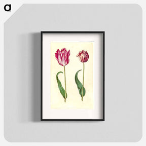 アートポスター-Tulipa Gesneriana
 - マリア ジビーラ メーリアン Poster.