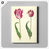 3-3_Maria-Sibylla-Merian_canvas