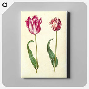 3-3_Maria-Sibylla-Merian_canvas