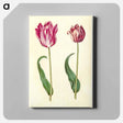 アートパネル-Tulipa Gesneriana
 - マリア ジビーラ メーリアン Canvas.