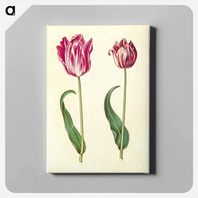 アートパネル-Tulipa Gesneriana
 - マリア ジビーラ メーリアン Canvas.