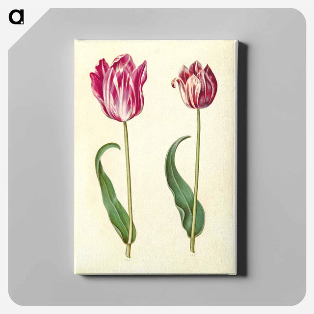 アートパネル-Tulipa Gesneriana
 - マリア ジビーラ メーリアン Canvas.