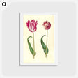 アートポストカード-Tulipa Gesneriana
 - マリア ジビーラ メーリアン Postcard.