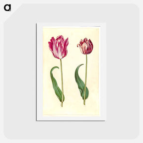 アートポストカード-Tulipa Gesneriana
 - マリア ジビーラ メーリアン Postcard.