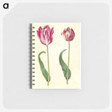 3-3_Maria-Sibylla-Merian_memo